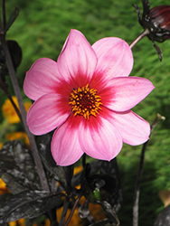 Happy Single Wink Dahlia (Dahlia 'Happy Single WInk') at Hunniford Gardens