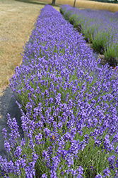 Hidcote Lavender (Lavandula angustifolia 'Hidcote') at Hunniford Gardens