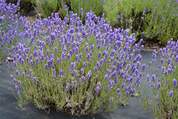 Hidcote Lavender (Lavandula angustifolia 'Hidcote') at Hunniford Gardens