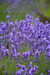 Hidcote Lavender (Lavandula angustifolia 'Hidcote') at Hunniford Gardens