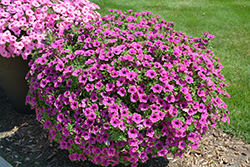 Supertunia Pretty Much Picasso Petunia (Petunia 'Supertunia Pretty Much Picasso') at Hunniford Gardens