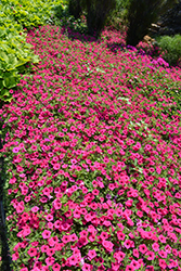 Supertunia Vista Fuchsia Petunia (Petunia 'Supertunia Vista Fuchsia') at Hunniford Gardens