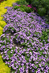 Supertunia Bordeaux Petunia (Petunia 'Supertunia Bordeaux') at Hunniford Gardens