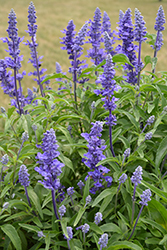 Victoria Blue Salvia (Salvia farinacea 'Victoria Blue') at Hunniford Gardens