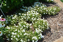 Rapido White Bellflower (Campanula carpatica 'Rapido White') at Hunniford Gardens