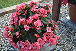 Solenia Light Pink Begonia (Begonia x hiemalis 'Solenia Light Pink') at Hunniford Gardens