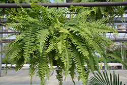 Boston Fern (Nephrolepis exaltata) at Hunniford Gardens