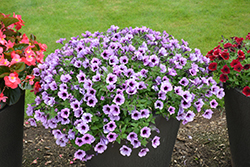 Supertunia Bordeaux Petunia (Petunia 'Supertunia Bordeaux') at Hunniford Gardens