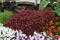 ColorBlaze Velveteen Coleus (Solenostemon scutellarioides 'Velveteen') at Hunniford Gardens