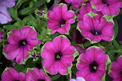 Supertunia Pretty Much Picasso Petunia (Petunia 'Supertunia Pretty Much Picasso') at Hunniford Gardens