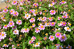 Pretty in Pink Bidens (Bidens ferulifolia 'Pretty in Pink') at Hunniford Gardens