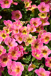 Chameleon Sunshine Berry Calibrachoa (Calibrachoa 'Wescachasube') at Hunniford Gardens