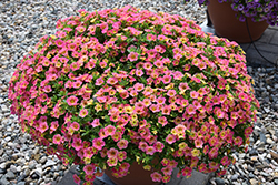 Chameleon Sunshine Berry Calibrachoa (Calibrachoa 'Wescachasube') at Hunniford Gardens