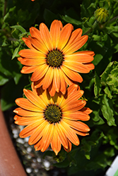 Margarita Orange Flare African Daisy (Osteospermum 'Margarita Orange Flare') at Hunniford Gardens