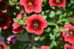 Superbells Pomegranate Punch Calibrachoa (Calibrachoa 'USCAL08501') at Hunniford Gardens