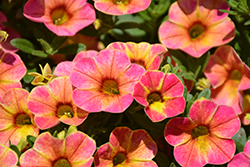 Chameleon Sunshine Berry Calibrachoa (Calibrachoa 'Wescachasube') at Hunniford Gardens