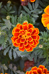 Durango Flame Marigold (Tagetes patula 'Durango Flame') at Hunniford Gardens