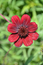 Choca Mocha Chocolate Cosmos (Cosmos atrosanguineus 'Choca Mocha') at Hunniford Gardens