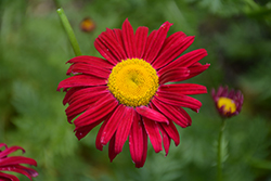 Robinson's Red Painted Daisy (Tanacetum coccineum 'Robinson's Red') at Hunniford Gardens