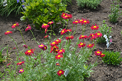 Robinson's Red Painted Daisy (Tanacetum coccineum 'Robinson's Red') at Hunniford Gardens