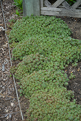 Lime Zinger Stonecrop (Sedum 'Lime Zinger') at Hunniford Gardens