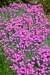 Firewitch Pinks (Dianthus gratianopolitanus 'Firewitch') at Hunniford Gardens