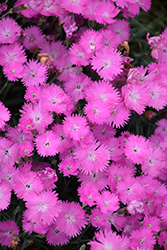 Firewitch Pinks (Dianthus gratianopolitanus 'Firewitch') at Hunniford Gardens