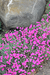 Firewitch Pinks (Dianthus gratianopolitanus 'Firewitch') at Hunniford Gardens