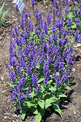Violet Profusion Meadow Sage (Salvia nemorosa 'Violet Profusion') at Hunniford Gardens