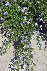 Blue Waterfall Serbian Bellflower (Campanula poscharskyana 'Blue Waterfall') at Hunniford Gardens