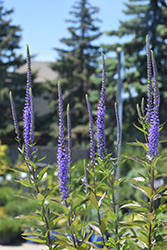 Blue Skywalker Speedwell (Veronica 'Blue Skywalker') at Hunniford Gardens