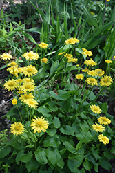 Little Leo Leopard's Bane (Doronicum 'Little Leo') at Hunniford Gardens