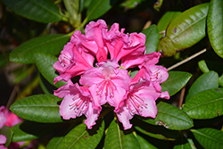 Haaga Rhododendron (Rhododendron 'Haaga') at Hunniford Gardens