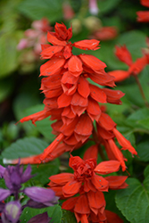 Vista Red Sage (Salvia splendens 'PAS3285') at Hunniford Gardens