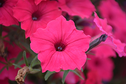 Supertunia Vista Fuchsia Petunia (Petunia 'Supertunia Vista Fuchsia') at Hunniford Gardens