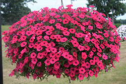 Supertunia Vista Fuchsia Petunia (Petunia 'Supertunia Vista Fuchsia') at Hunniford Gardens