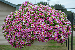 Superbells Holy Cow! Calibrachoa (Calibrachoa 'BBCAL85303') at Hunniford Gardens