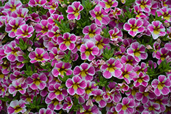 Superbells Holy Cow! Calibrachoa (Calibrachoa 'BBCAL85303') at Hunniford Gardens