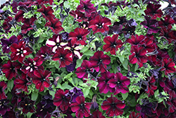 Headliner Starry Sky Burgundy Petunia (Petunia 'KLEPH18389') at Hunniford Gardens