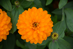 Zahara Double Bright Orange Zinnia (Zinnia 'Zahara Double Bright Orange') at Hunniford Gardens