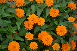 Zahara Double Bright Orange Zinnia (Zinnia 'Zahara Double Bright Orange') at Hunniford Gardens