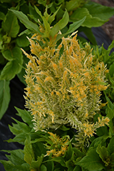 Kelos Fire Yellow Celosia (Celosia plumosa 'Kelos Fire Yellow') at Hunniford Gardens