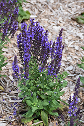 Blue Queen Sage (Salvia nemorosa 'Blaukonigin') at Hunniford Gardens