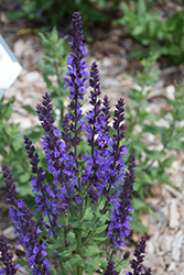 Blue Queen Sage (Salvia nemorosa 'Blaukonigin') at Hunniford Gardens