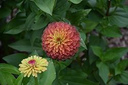 Queeny Lime Red Zinnia (Zinnia 'Queeny Lime Red') at Hunniford Gardens