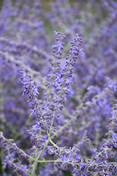 Crazy Blue Russian Sage (Perovskia atriplicifolia 'Crazy Blue') at Hunniford Gardens
