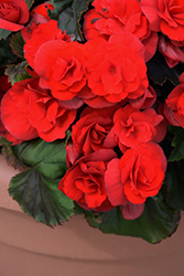 Solenia Scarlet Begonia (Begonia x hiemalis 'Solenia Scarlet') at Hunniford Gardens