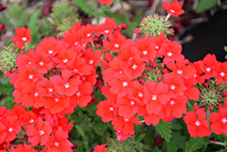 Superbena Scarlet Star Verbena (Verbena 'RIKAV44501') at Hunniford Gardens