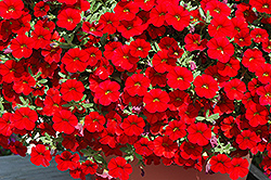 Cabaret Bright Red Calibrachoa (Calibrachoa 'Balcabrite') at Hunniford Gardens