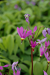 Aphrodite Shooting Star (Dodecatheon 'Aphrodite') at Hunniford Gardens